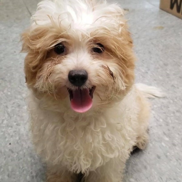 puppy image