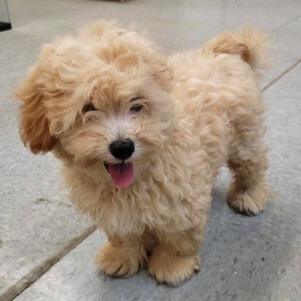puppy image