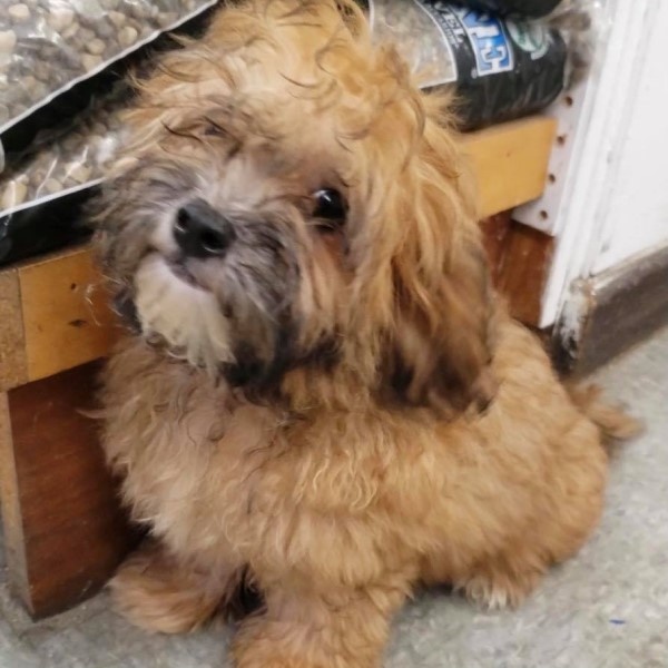 puppy image
