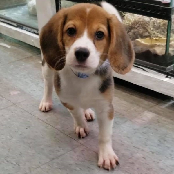 puppy image