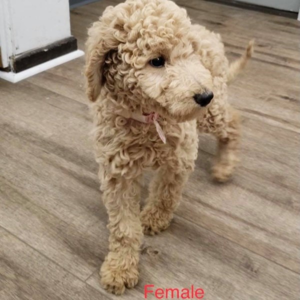 puppy image