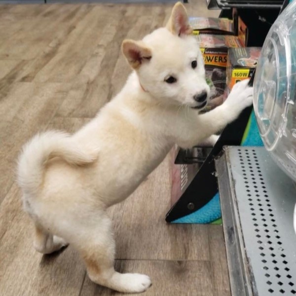 puppy image