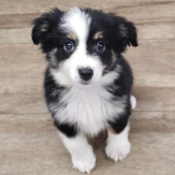 puppy image