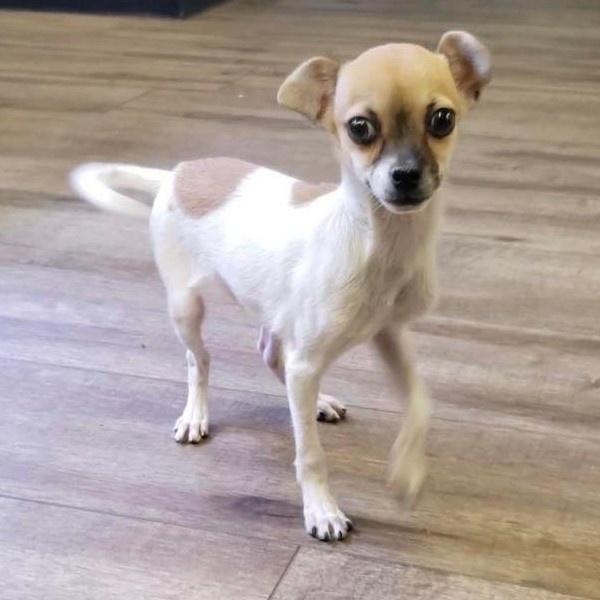 puppy image