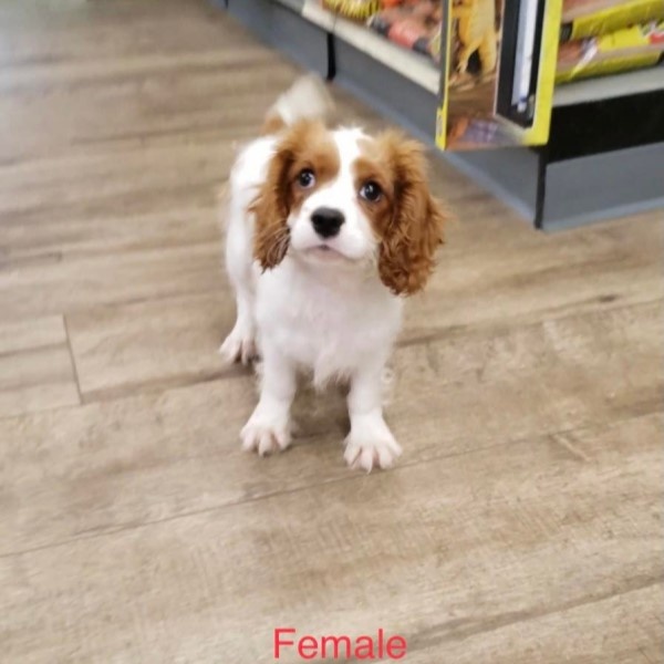 puppy image