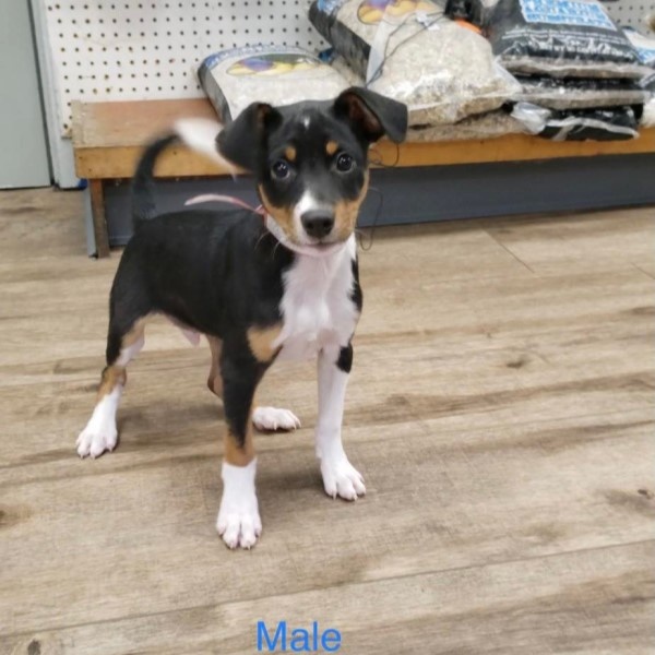 puppy image