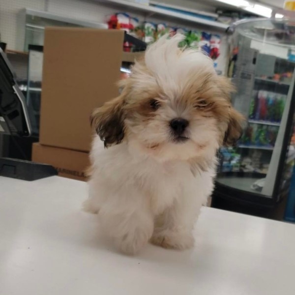 puppy image