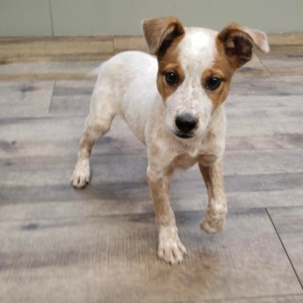 puppy image