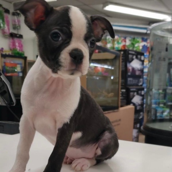 puppy image