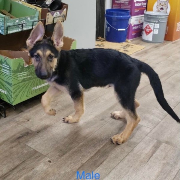 puppy image
