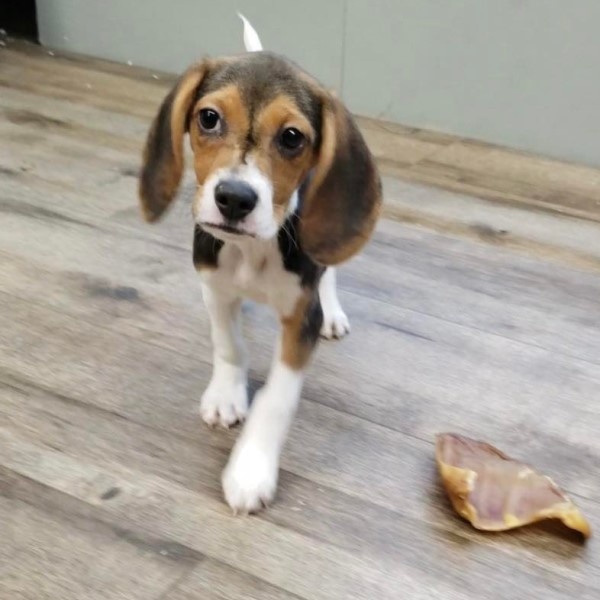 puppy image