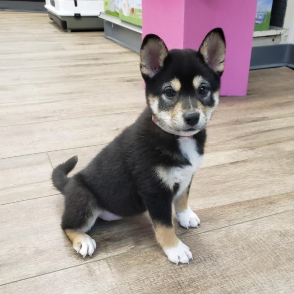 puppy image