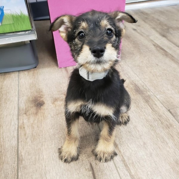 puppy image
