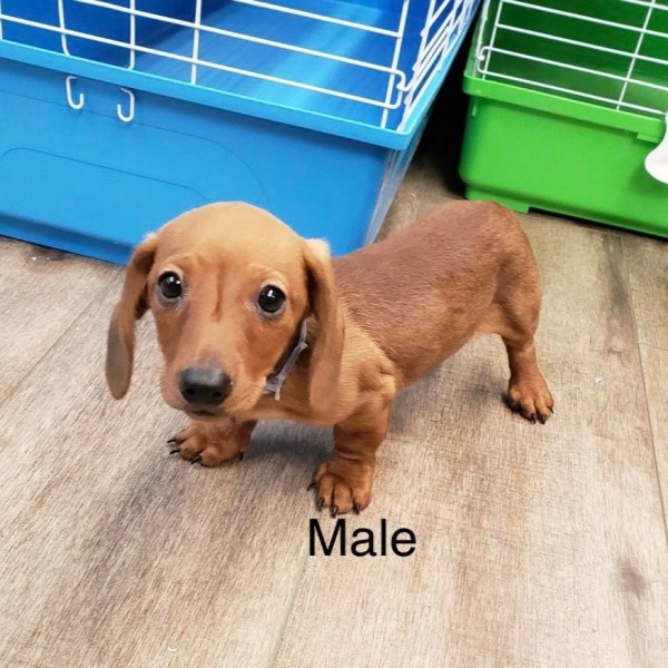 puppy image