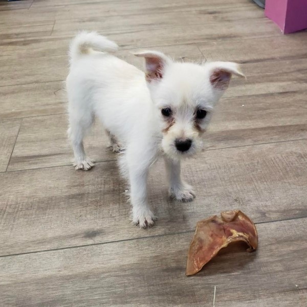 puppy image