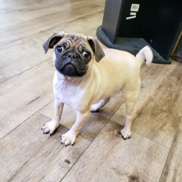 puppy image