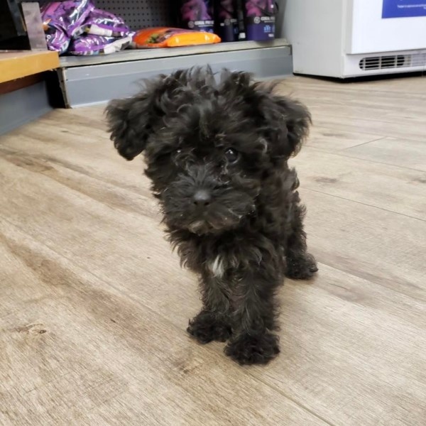 puppy image