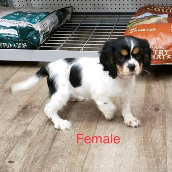 puppy image