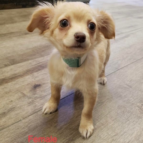 puppy image