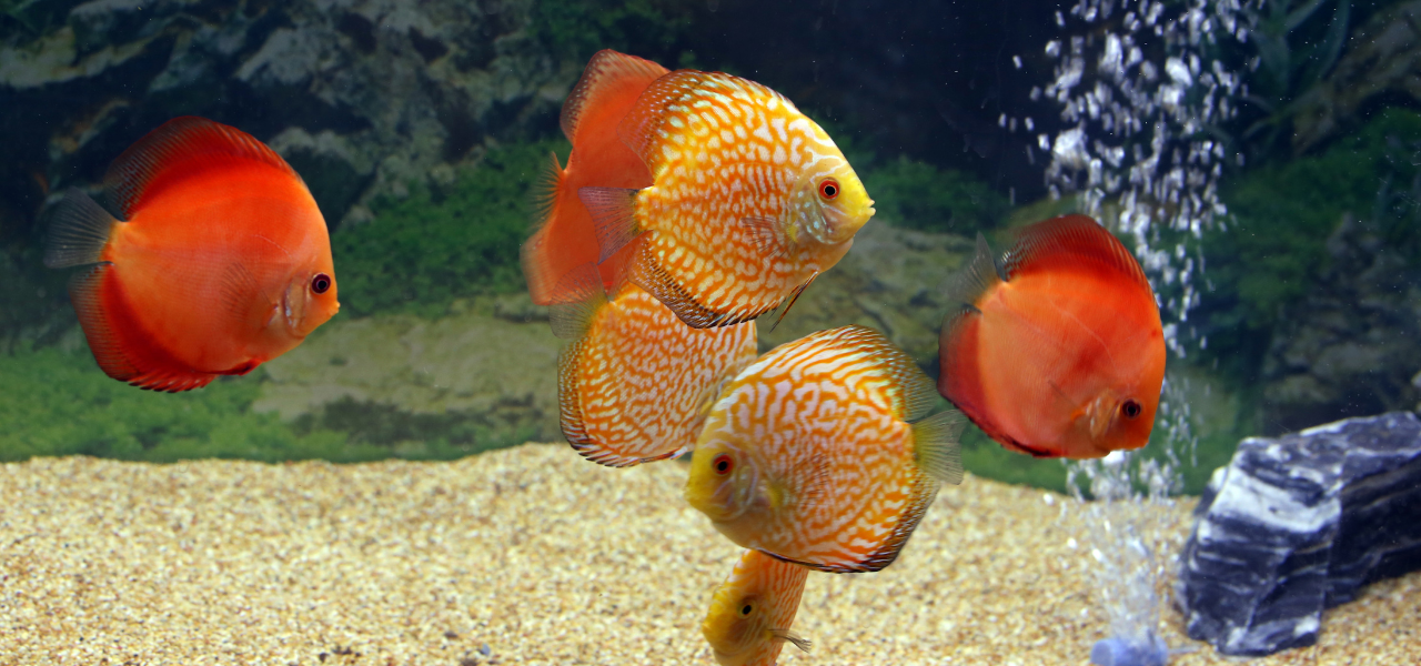 How To Fight Red Algae In Your Aquarium