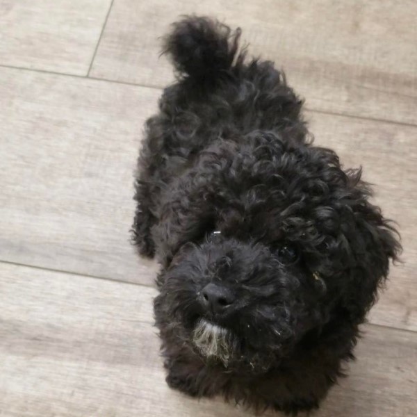 puppy image
