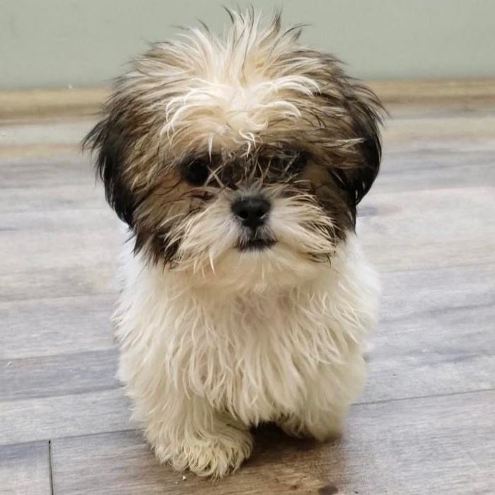 puppy image
