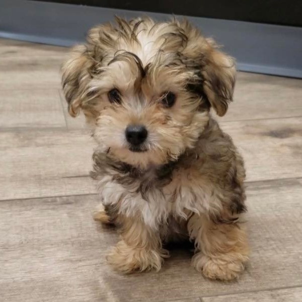 puppy image