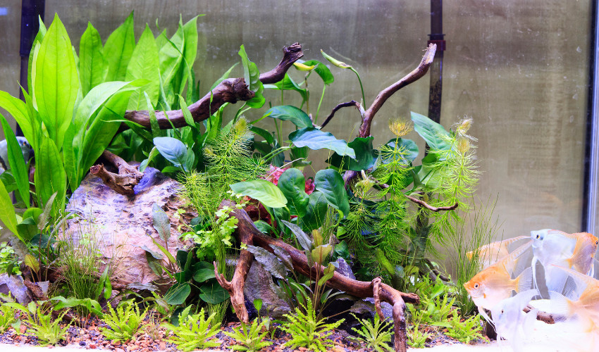 Fish Tank Plant Aquatic Water Grass Easy Growing Lawn Aquarium