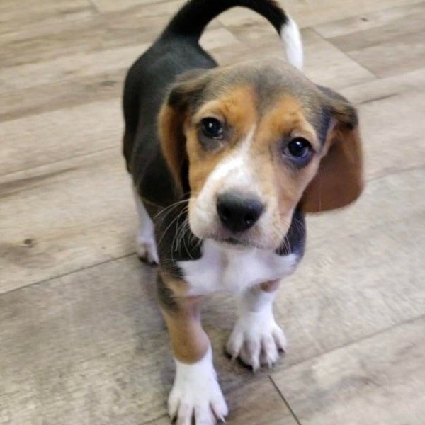 puppy image