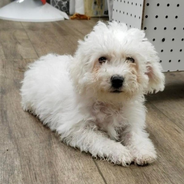 puppy image