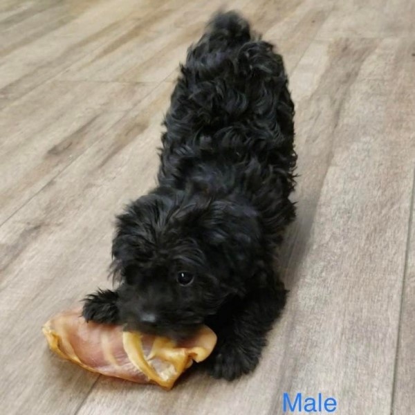 puppy image
