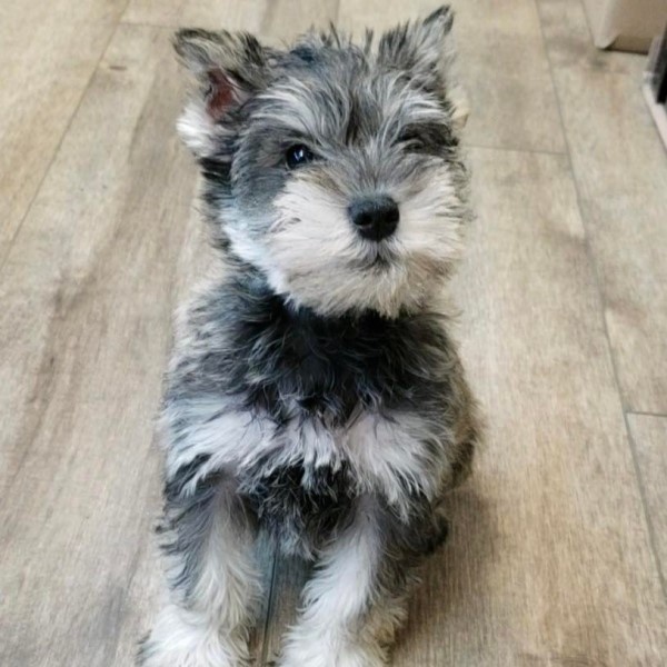puppy image