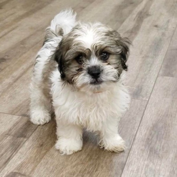 puppy image