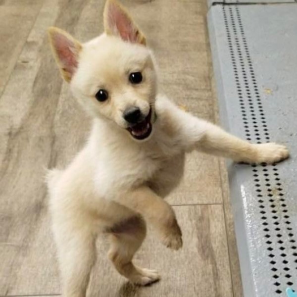 puppy image