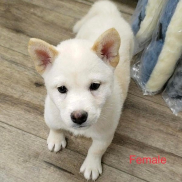 puppy image