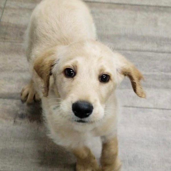 puppy image