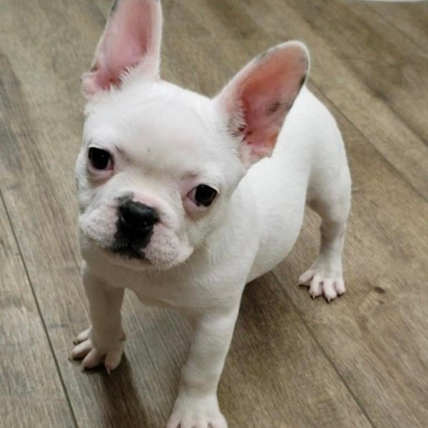 puppy image