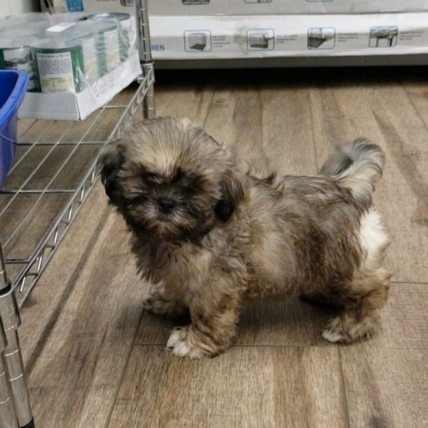 puppy image
