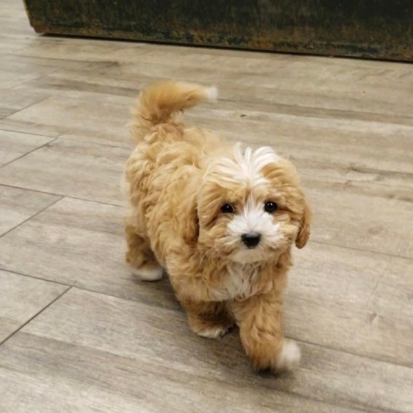 puppy image
