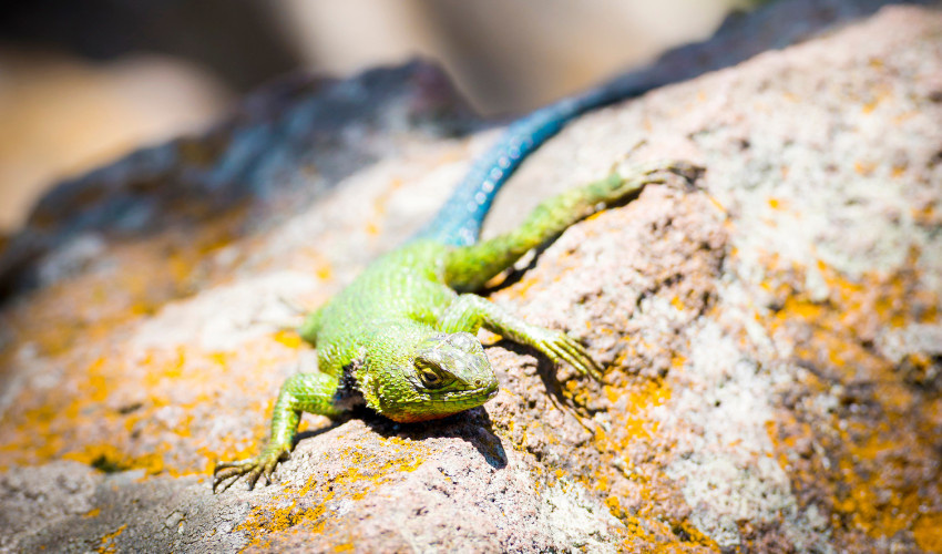 Caring for Your Emerald Swift Lizard Tips