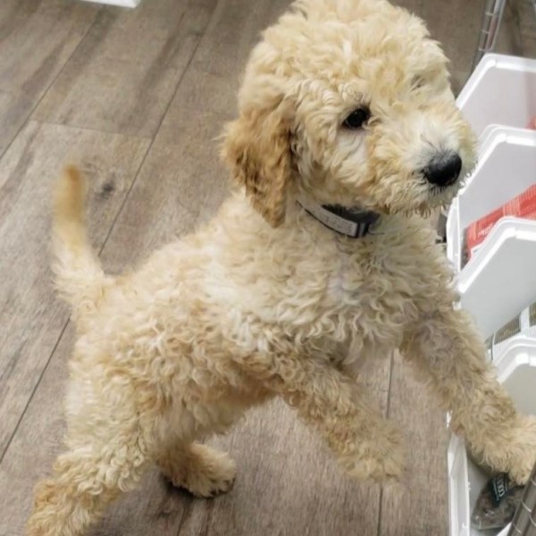 puppy image