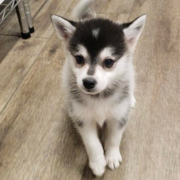 puppy image