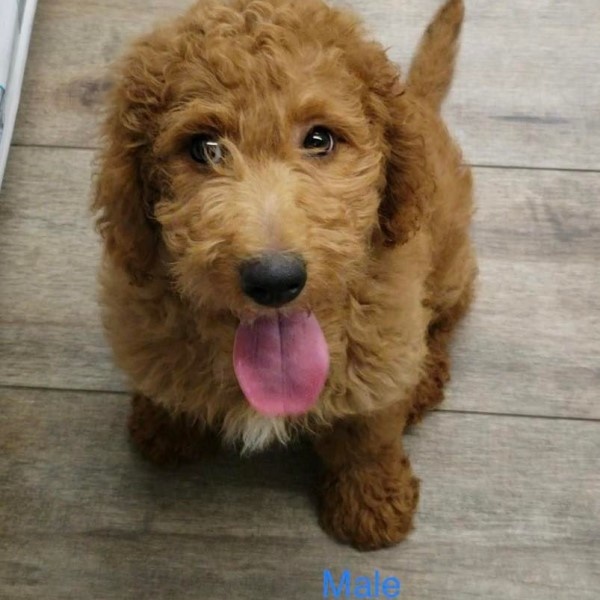 puppy image