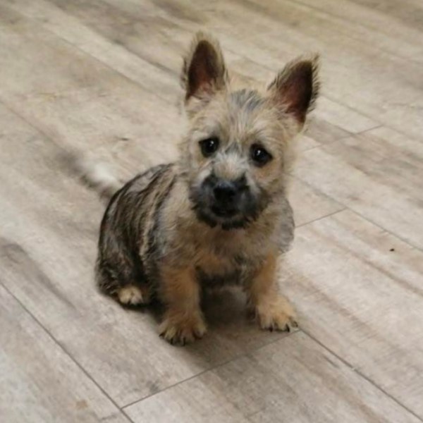 puppy image