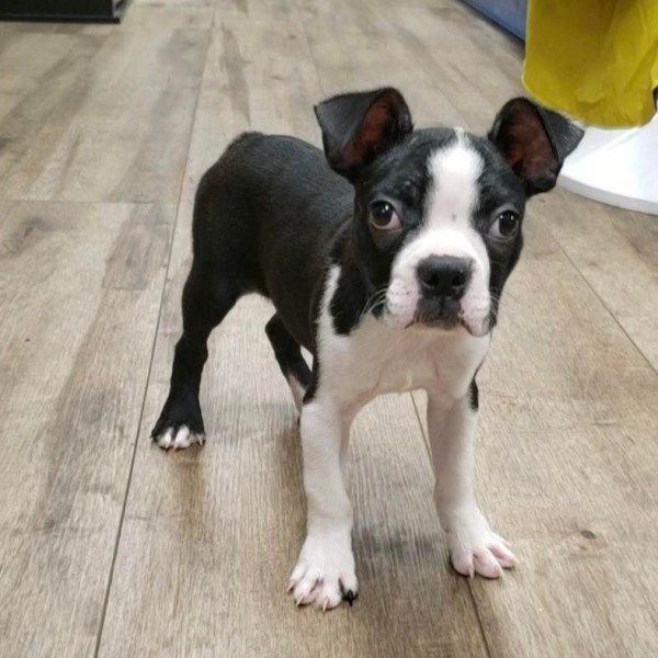 puppy image