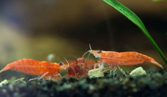 A Guide to Freshwater Shrimp Care