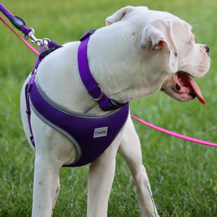 Coastal Pet Coastal Adjustable Dog Collar w/ Plastic Buckle Purple 3/4x14-20"