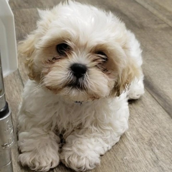 puppy image
