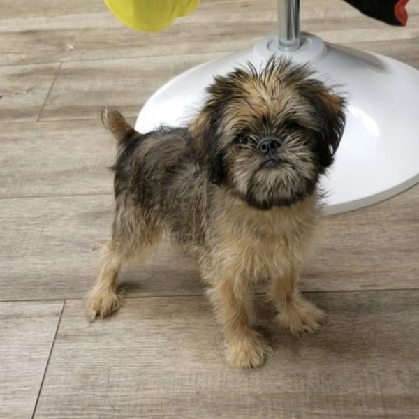 puppy image