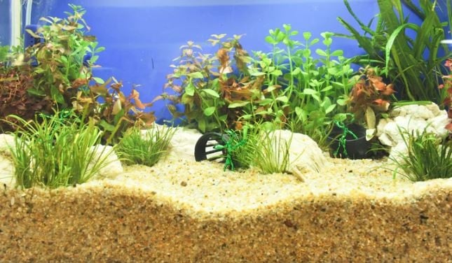 A Guide On How To Choose The Best Substrate for Your Aquarium